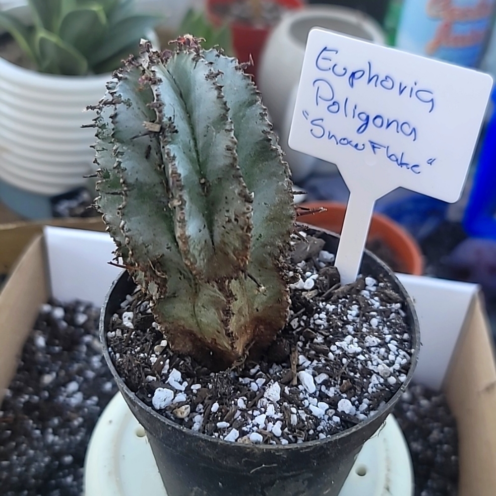 Euphoria Polygona "SNOWFLAKE"